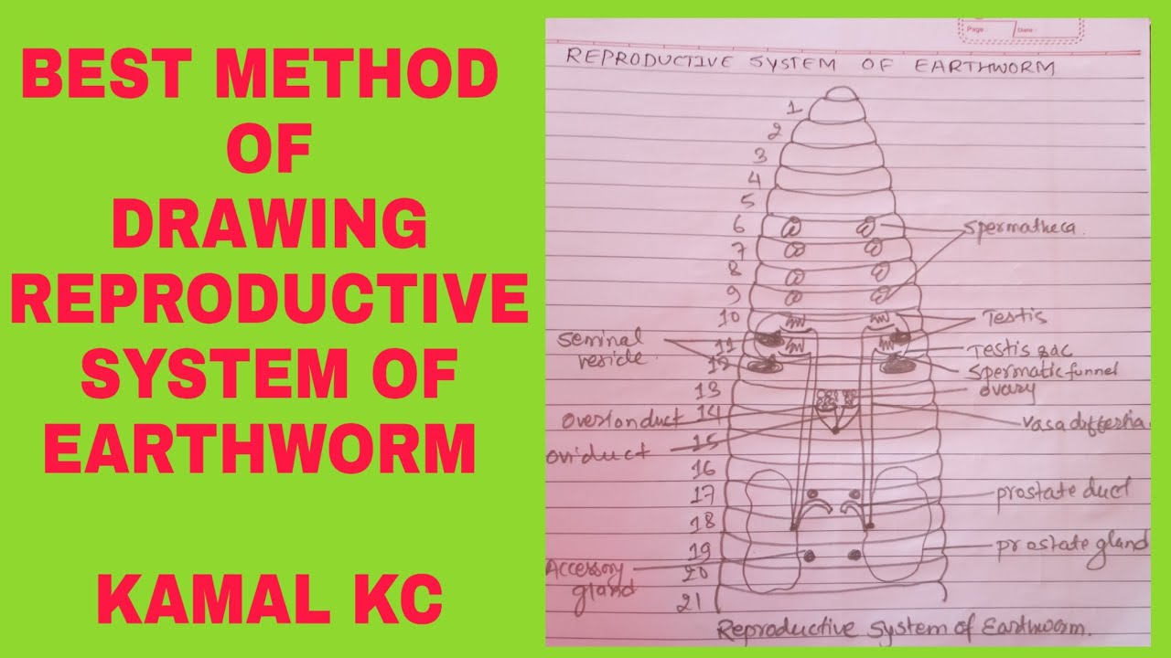 reproductive system of earthworm