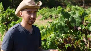 Fruit Thinning