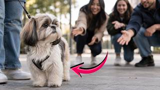 Your Shih Tzu Needs to Learn to Ignore People