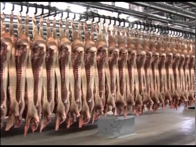 Công nghệ 11, Thịt trong chăn nuôi