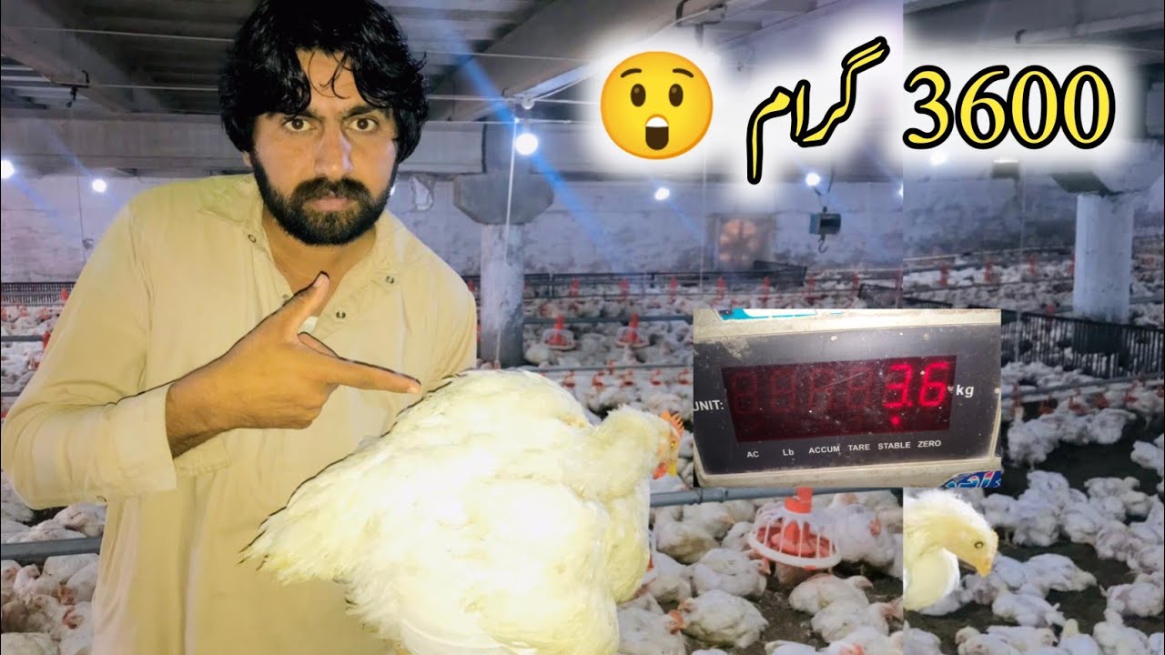 Challenge Complete! Murge 3600 Gram Ke Ho Gaye 💪 | Chicken Farm Big Update