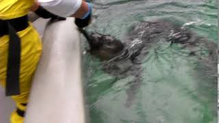Tong Fish Tail Tickle In Pool