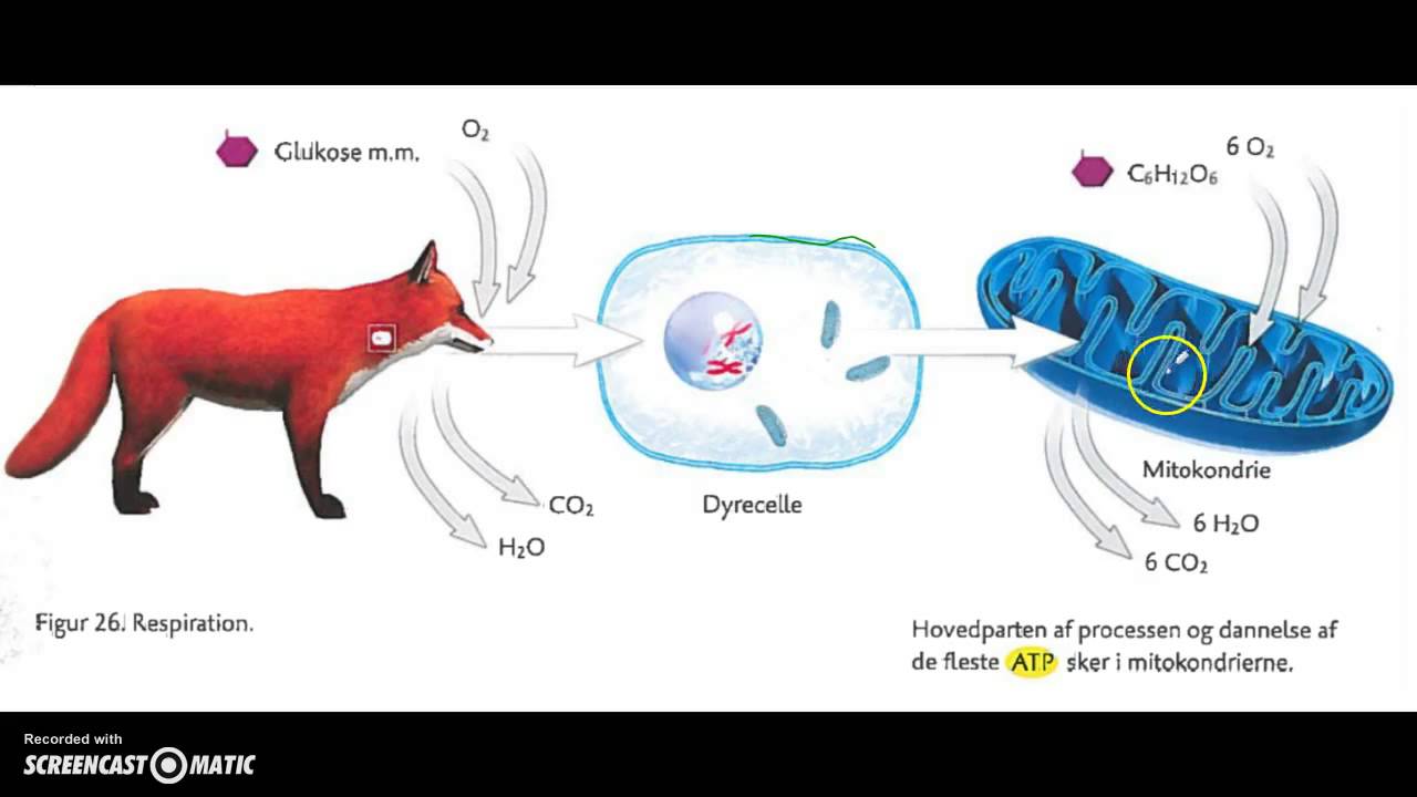 Ejemplos de animales con respiracion traqueal