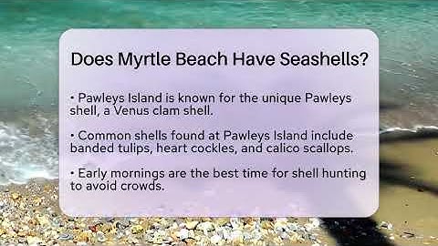 Does Myrtle Beach Have Seashells? - Beach Tour Guide