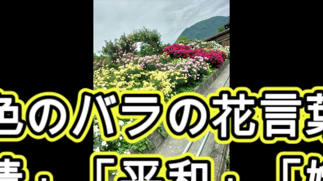 #バラ園#富士川クラフトパーク