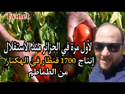 مستثمر ومهندس من قالمة ينجحان في تحقيق إنتاج 1700 قنطار في الهكتار من الطماطم لأول مرة في الجزائر