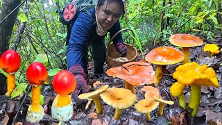 หาเก็บเห็ดหลากสีสรรบนดอยสูง