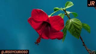 Plantas Que Se Abren Con La Luz Del Sol Y Se Cierran En La Oscuridad.