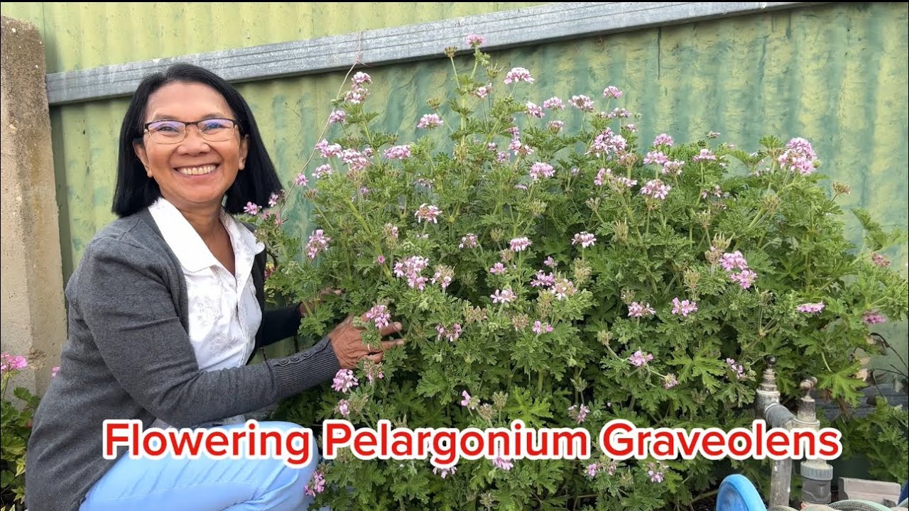Pelargonium Graveolens 