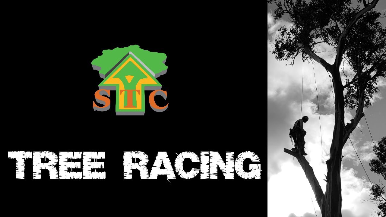 TREE RACING.! How To Remove Large Trees FAST.!!! Who Will Guess Right ...