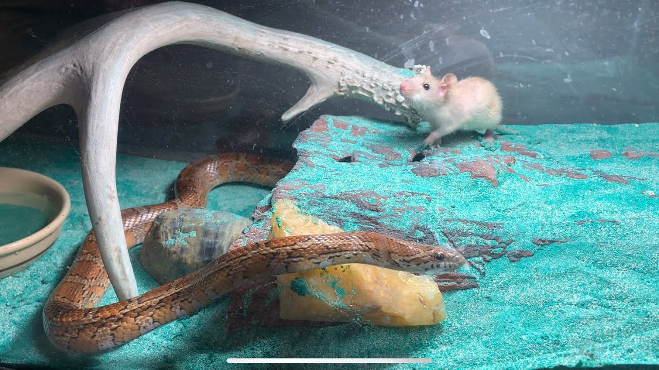 Image showcasing Snake feeding compilation - YouTube