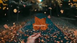 Download Lagu SW || cocok buat yang takut kehilangan seseorang MP3