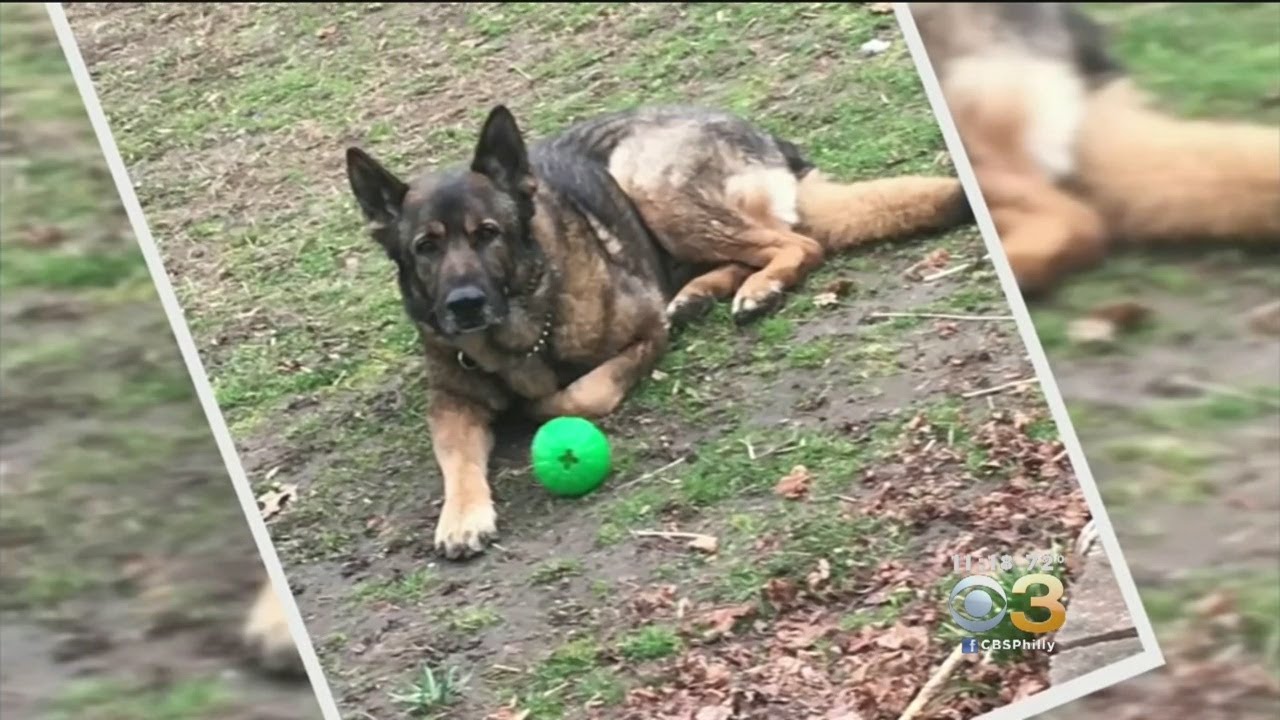 septa-k-9-allowed-to-live-with-family-after-controversial-separation