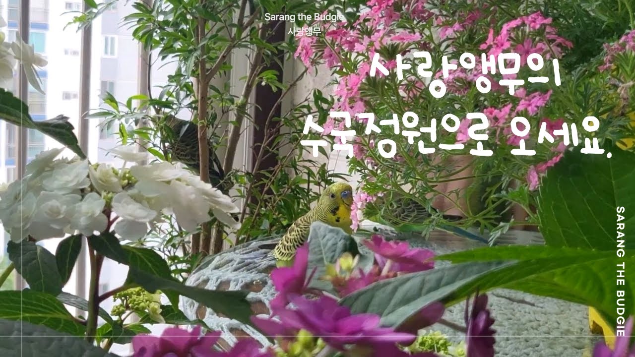 사랑앵무의 수국정원으로 초대합니다. | Welcome To Budgies' Early Summer Garden
