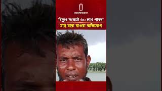 শার্শায় ৩ কোটি টাকার ঋণের চাপে দিশেহারা খামারী | PabdaFish | Independent TV