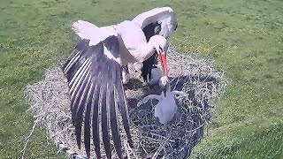 Mother THROWS OUT an Immature baby from nest | Stork bird | White Stork Nest | baby bird | nestwatch