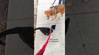 Uno meets Goldie the dog  w/ @thekatcurtis #cats #blackcats #adventurecat #catonaleash #funnycat