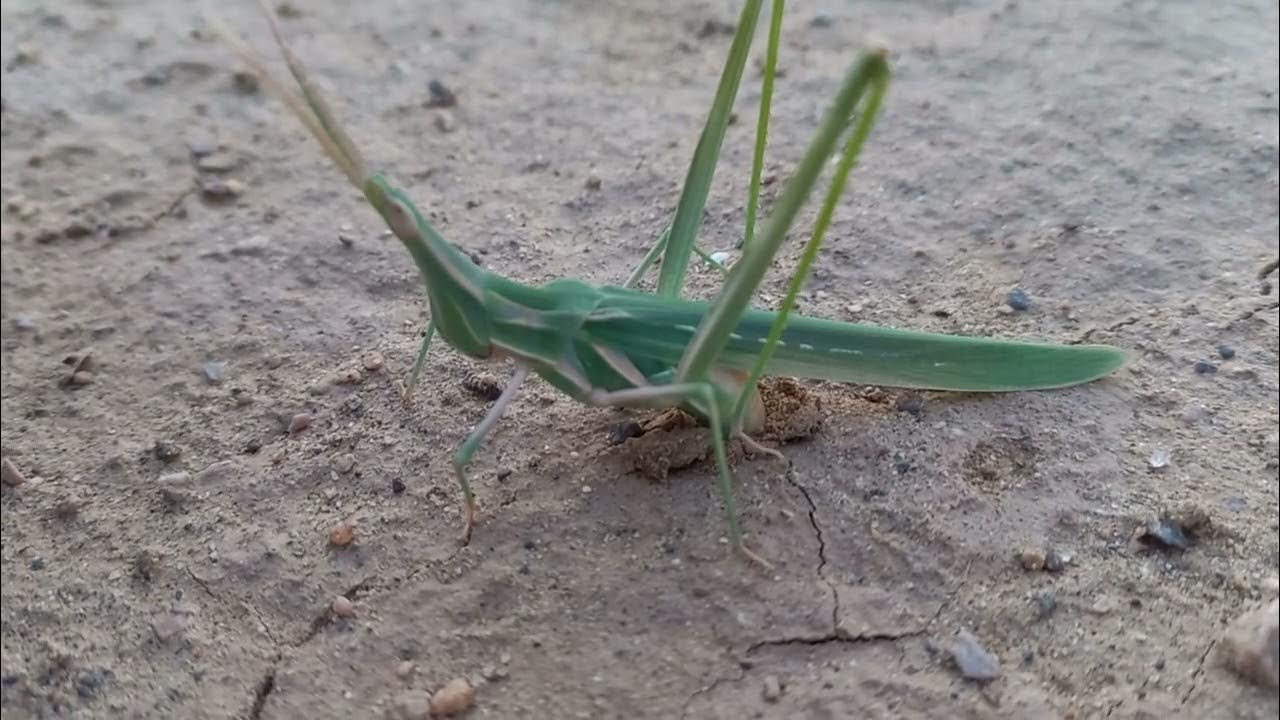 Locust laying eggs YouTube