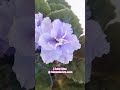 l'heur bleu : african violet. shop @ bloomlovers.com ♡ ~ #africanviolets #AV #plants