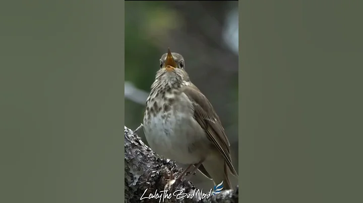 The Beautiful Song of the Hermit Thrush