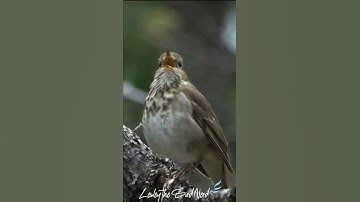 Thumbnail of The Beautiful Song of the Hermit Thrush