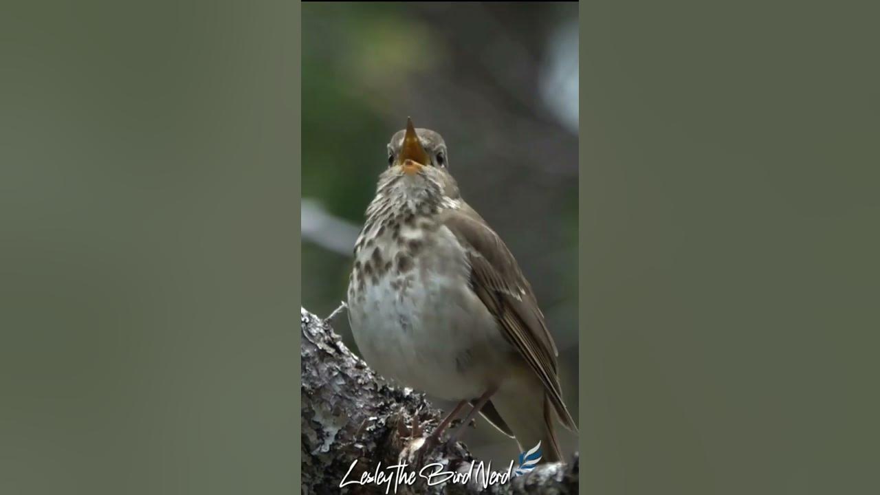 The Beautiful Song of the Hermit Thrush