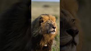 León Africano        #shorts #viral #video #youtube #animales #fyp #fypシ #videoshort #fy #naturaleza