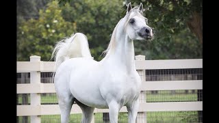 A National Champion Arabian Stallion  - OM EL BENICIO is bred by Om El Arab.