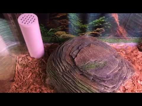 snake oil Basilisk the Boa!