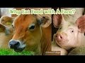 Is it necessary to consume meat why eat food with a face