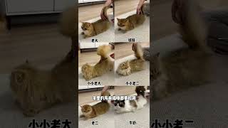 【牛奶是只猫】检查一下有没有弓形虫，才能更放心地和猫咪做朋友