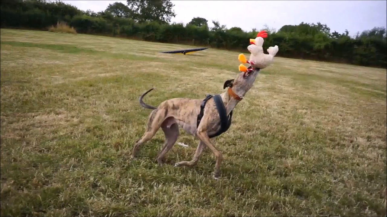 Dogs Trust Loughborough - Alfred - YouTube