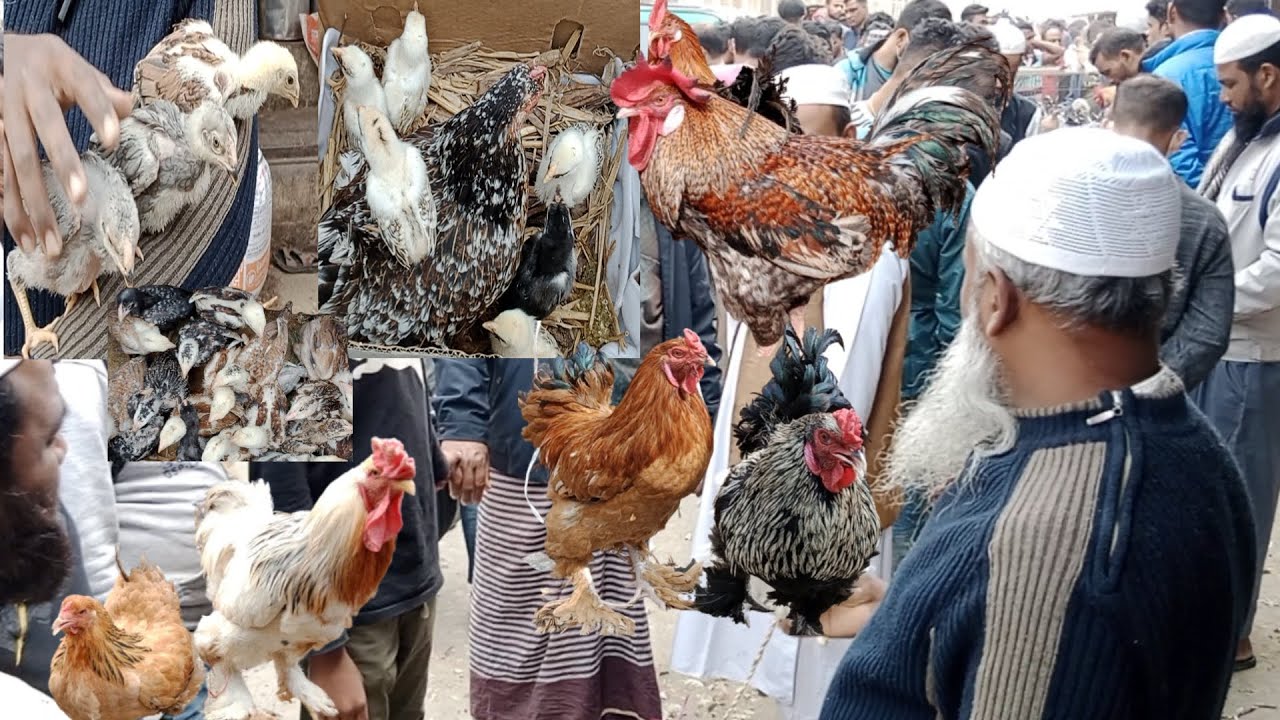 191 Kaptan bazar hat। আসিল  ব্রাহামা পাহাড়ি  সিল্কি দেশি মুরগির প্রচুর আমদানী। Aseel & Chicken BD।
