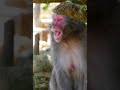 【少し怖い】ニホンザルのいろんな鳴き声