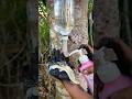 Survival Skills SIMPLE And USEFUL save SOAP in Water #camping #outdoors #bushcraft #survival