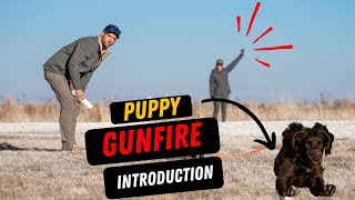 Prevent Your Dog From Becoming Gunshy by Standing Stone Kennels 2,553 views 2 weeks ago 8 minutes, 25 seconds