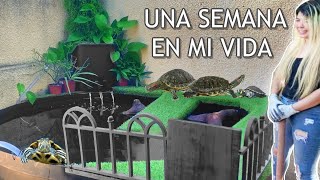 CONSTRUYENDO UN TORTUGUERO ENORME PARA MIS TORTUGAS! (una semana en mi vida)