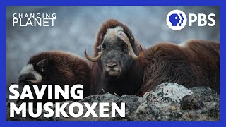 Monitoring Muskoxen Births in Arctic Greenland | Changing Planet | PBS