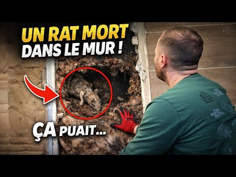Bruits dans les murs : un rat mort trouvé en intervention