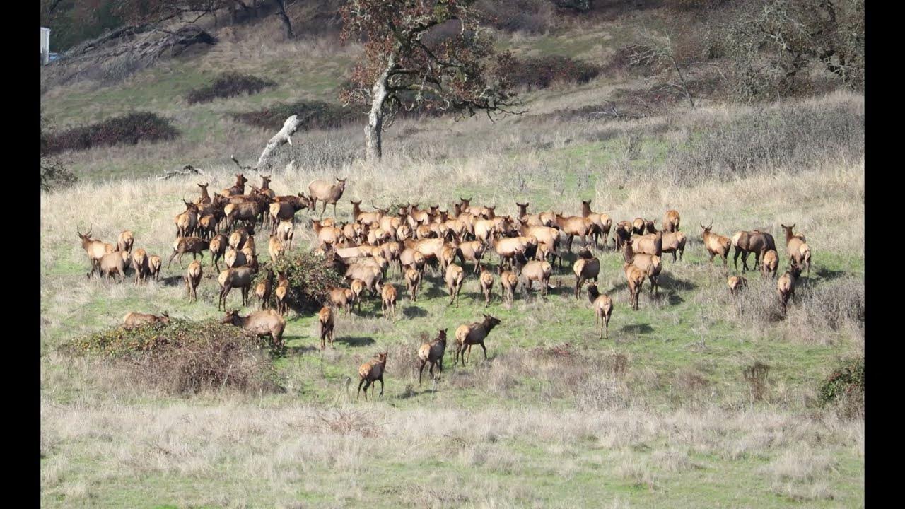 Riddle Oregon Roosevelt Elk November,23, 2022 YouTube