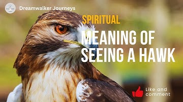 Spiritual Meaning of Seeing a Hawk