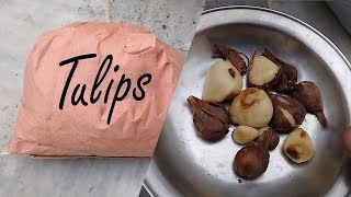 Digging and storing tulip bulbs | Harvesting and saving tulip bulbs