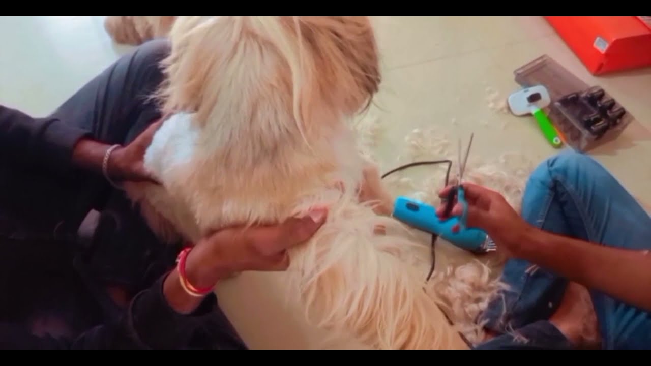 Grooming Lhasa Apso at Home YouTube