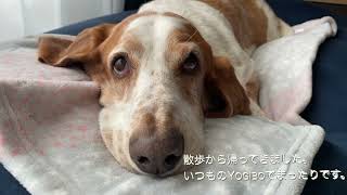 バセットハウンドのMAX君 Vo71 by Basset Hound MAX君 とLabrador RetrieverのApollo君。 153 views 1 year ago 2 minutes, 15 seconds