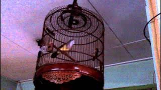 cucak jenggot MK III in memoriam