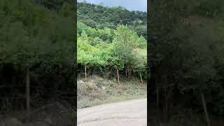 Por La Sierra De Oaxaca Llegando Al Rio De Yutama