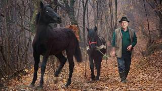 Mountain Isolation - A Man's Quiet Life Surrounded By Mountains And Animals Far From Civilization