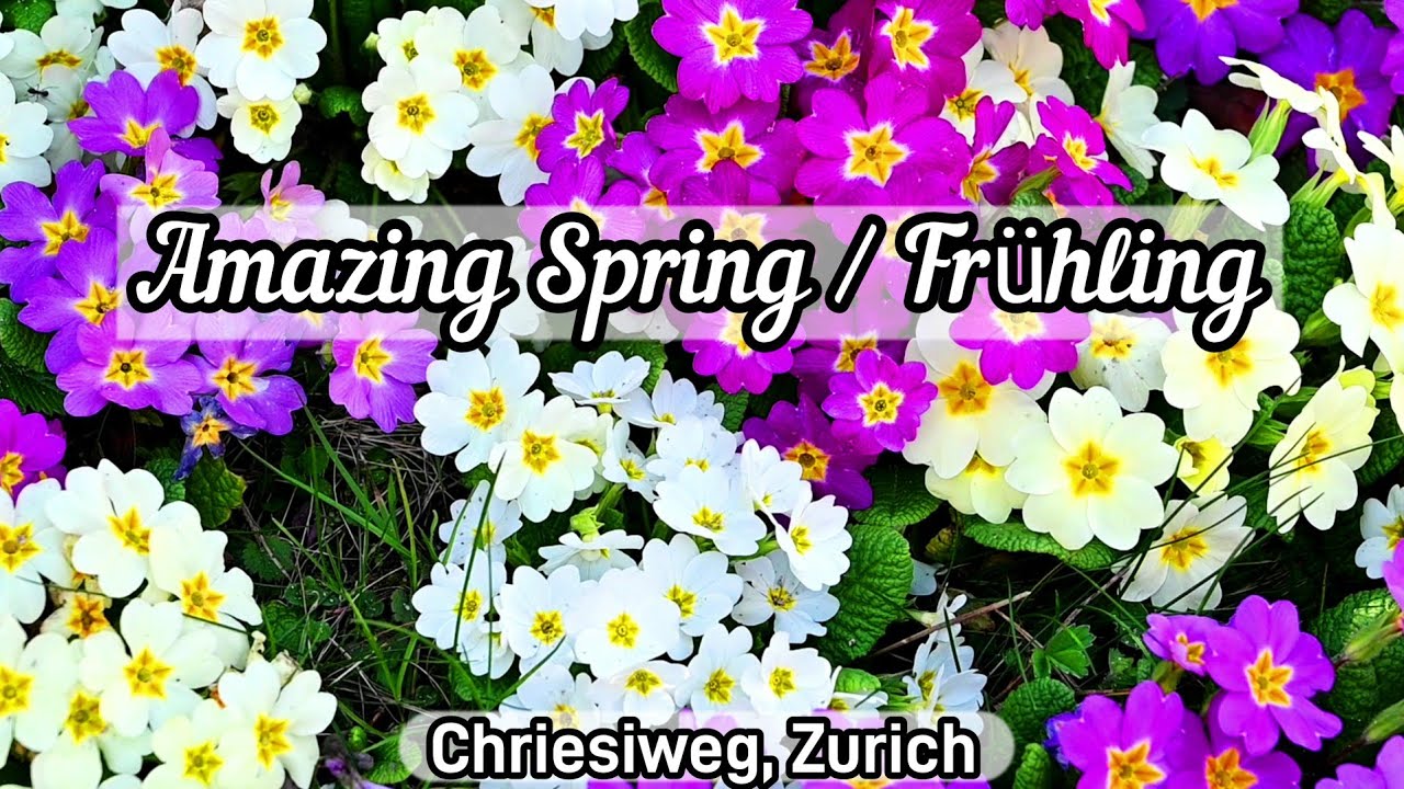 Beautiful Spring Colours | Relaxing Music | Frühling | Flowers | Zurich | Switzerland
