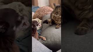 Милые животные 118 #cat #смешновидео #funny