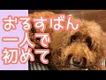 犬のお留守番を隠し撮りしたら可愛そうになるくらい必死でした。可愛すぎます。Labradoodle Answering Machine